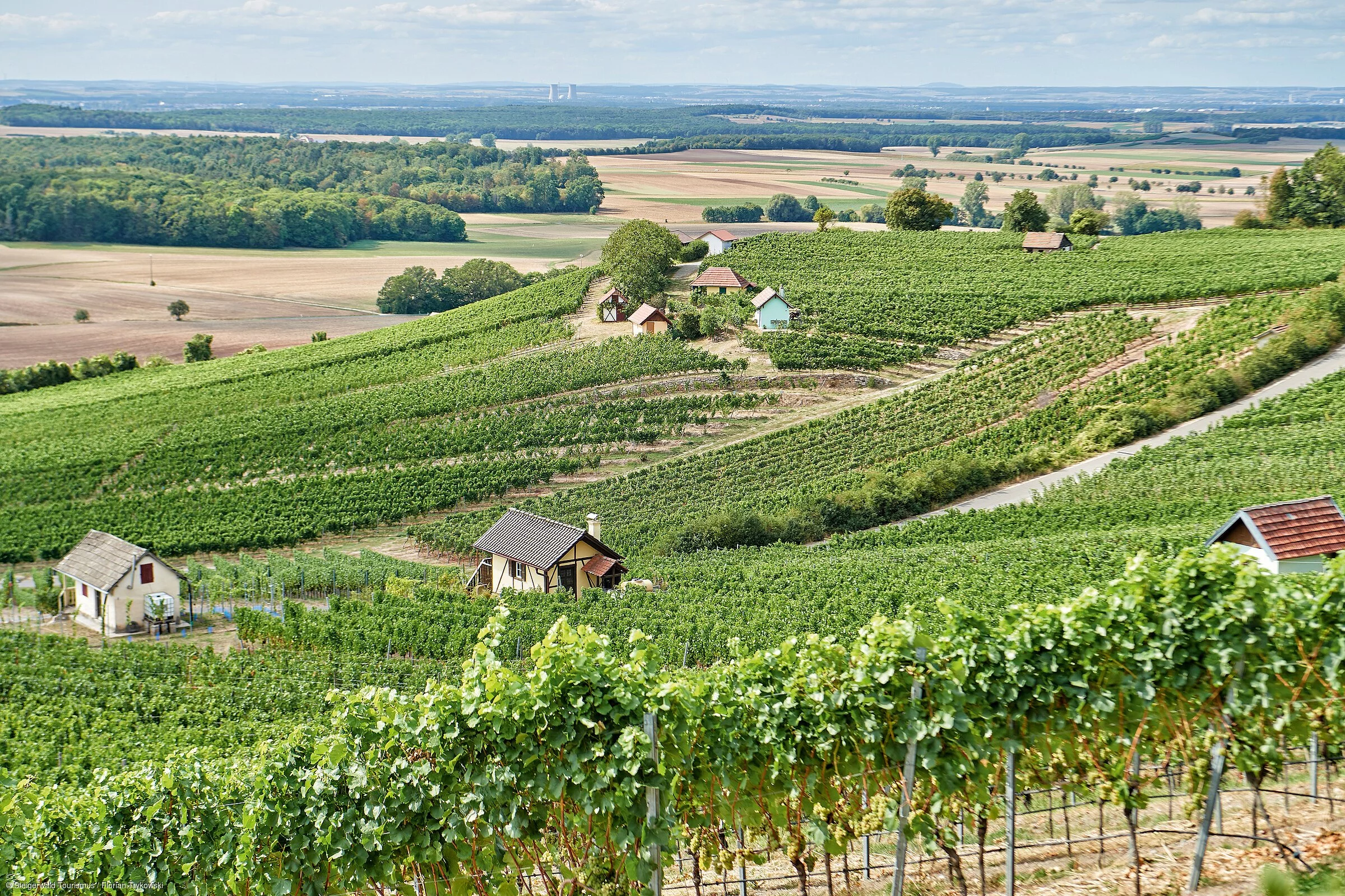 Weinberg im Steigerwald (Steigerwald)