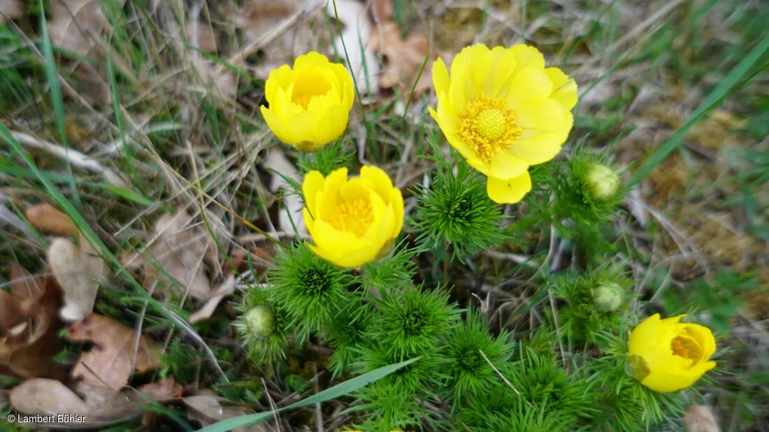 Gipshügel-Adonisröschen (Sulzheim, Steigerwald)