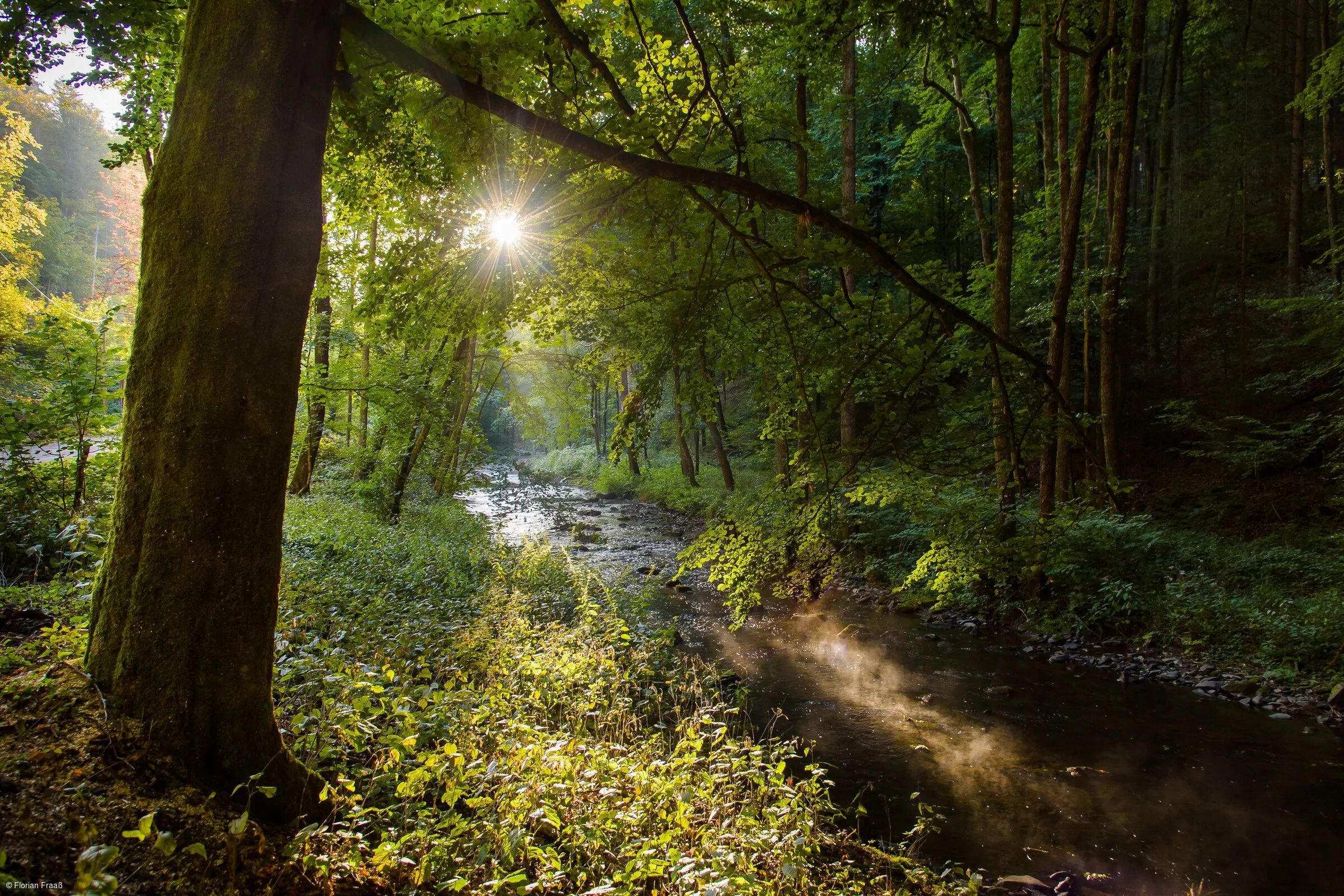 Natur pur (Bad Berneck, Fichtelgebirge)