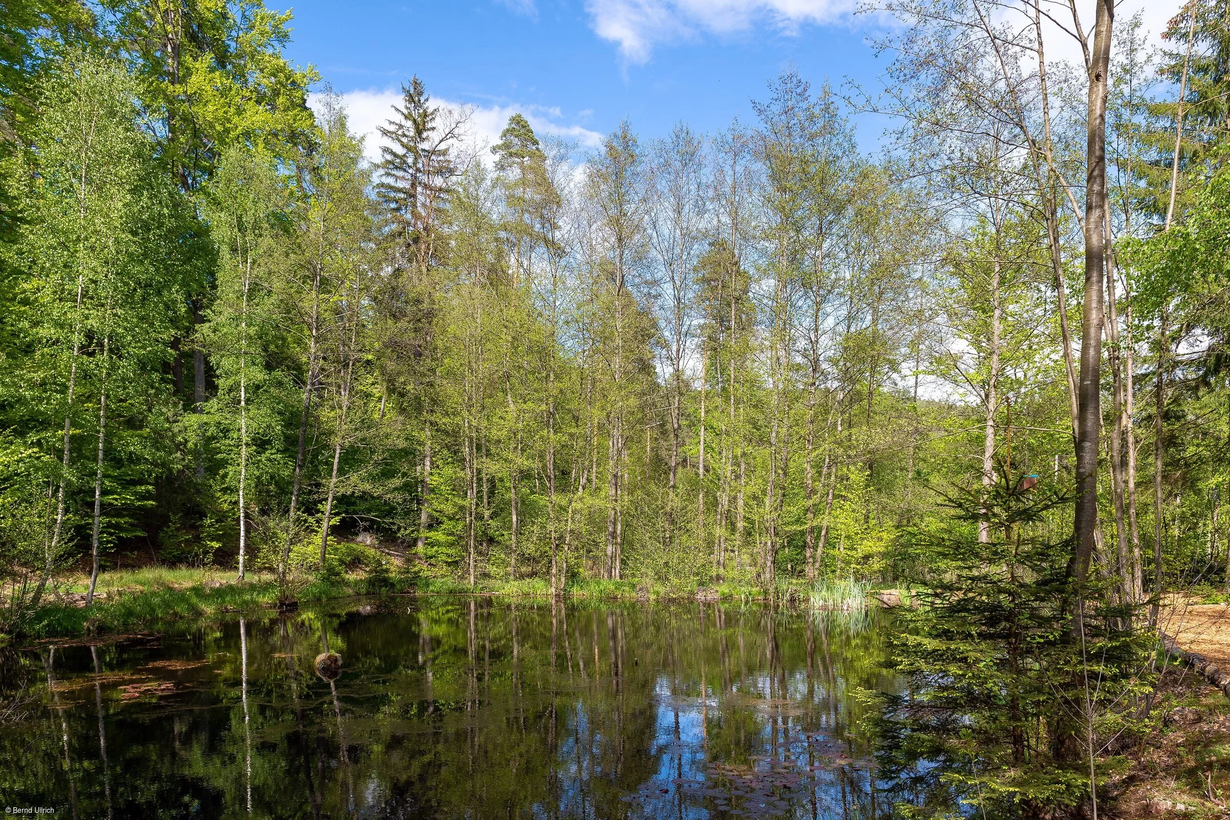 Waldsee (Rüdenau, Spessart-Mainland)