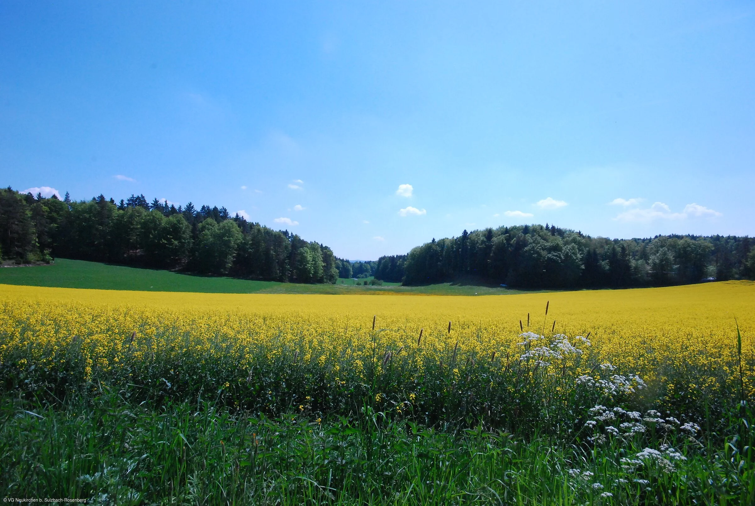 Wald und Wiese (Weigendorf, Nürnberger Land)