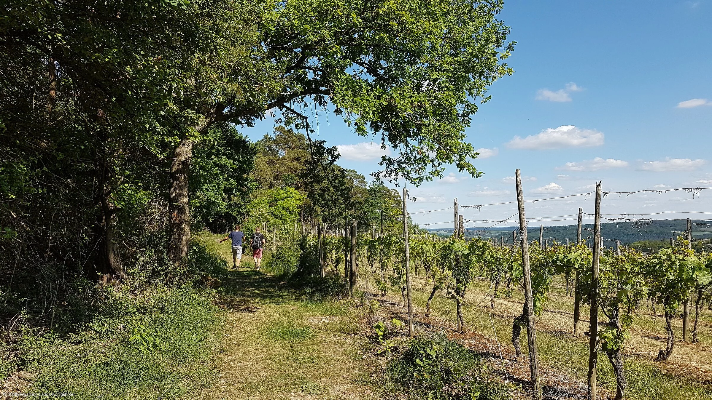 Panoramaweg (Lauda-Königshofen, Liebliches Taubertal)